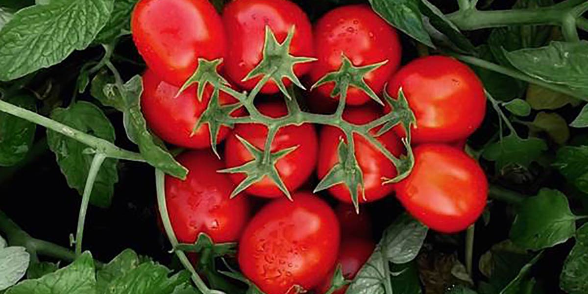 Progetto Va.Po.Re, risultati sorprendenti per il pomodoro